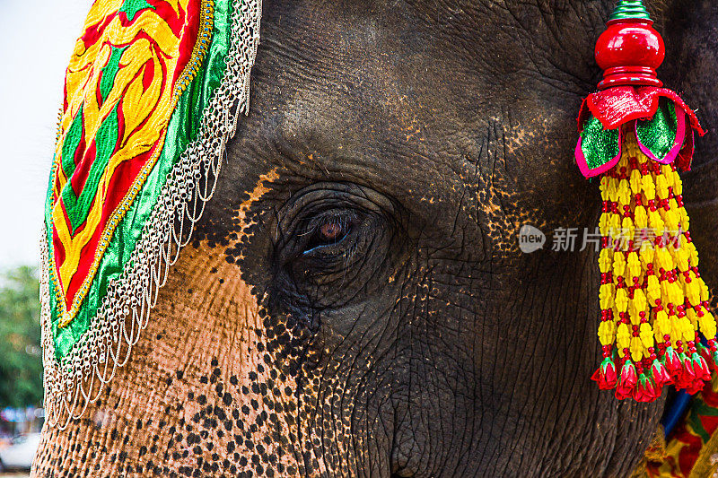 近距离彩色的大象头，装饰大象在泰国。