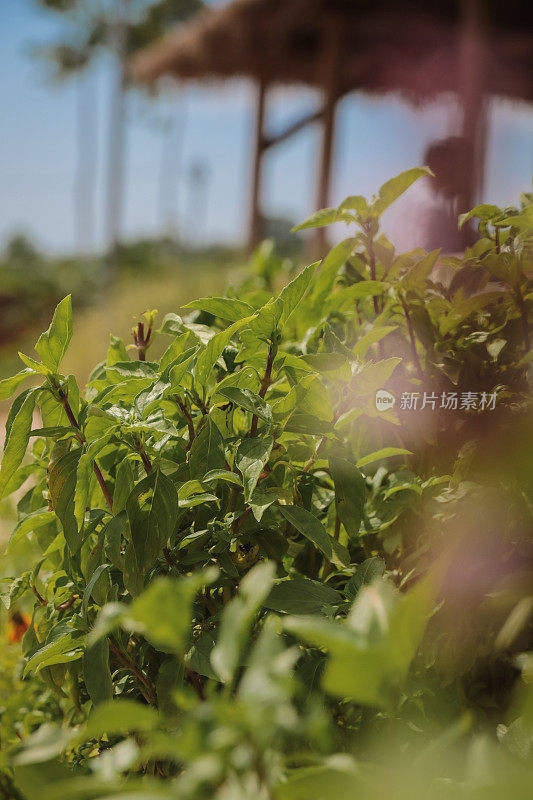 菜园子里的新鲜香草