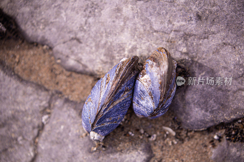 两种野生的普通蓝色贻贝，在退潮时挤在一块岩石上，显示出它们贝壳上美丽而复杂的同心线。