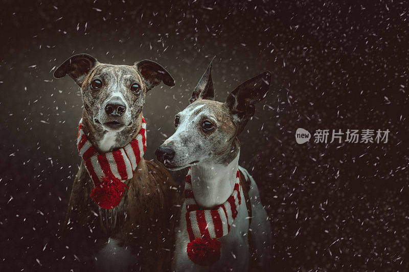 两个可爱的惠普宠物为圣诞节打扮