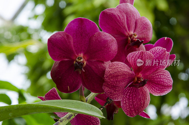 花园里有兰花。盛开的兰花