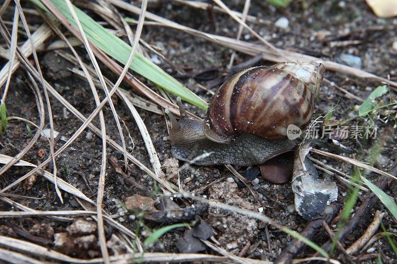 非洲大蜗牛