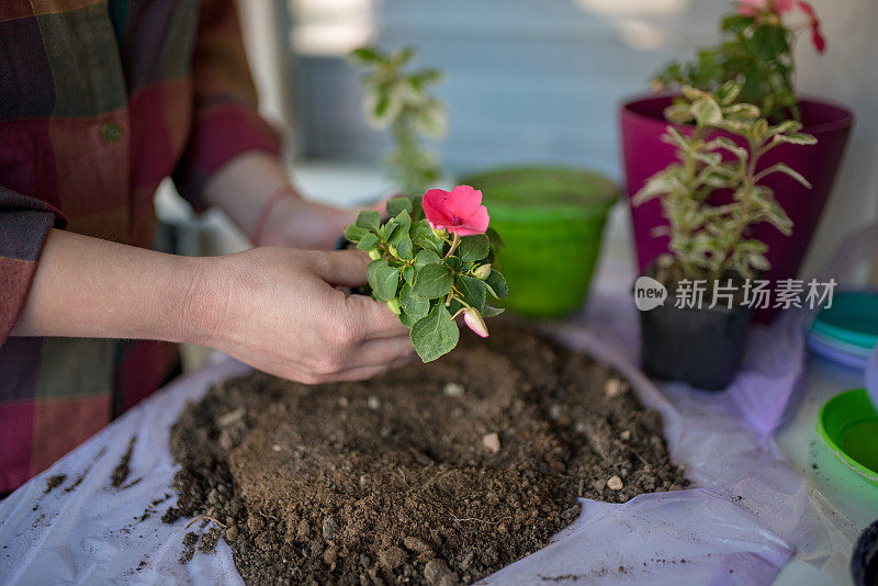 在家种花