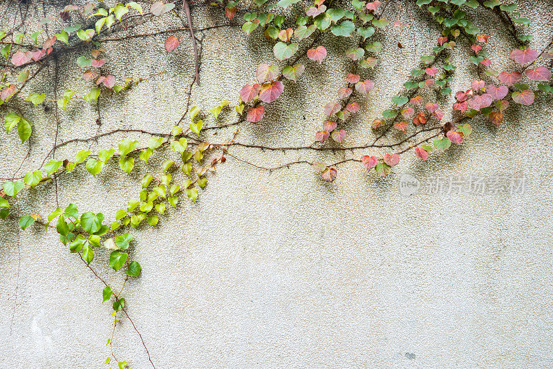 藤枝，藤叶在墙的背景上
