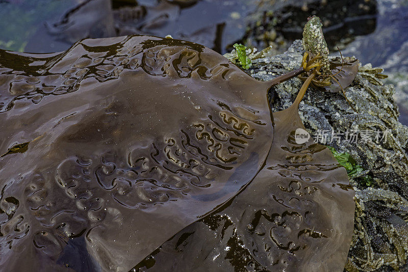 阿拉斯加海滩上的糖衣海带。锡特卡的声音,阿拉斯加。海带。海藻。