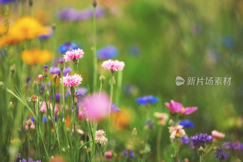 夏天的背景野花草地