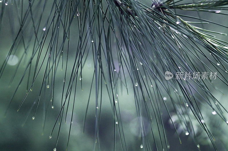 松树叶子上的雨滴