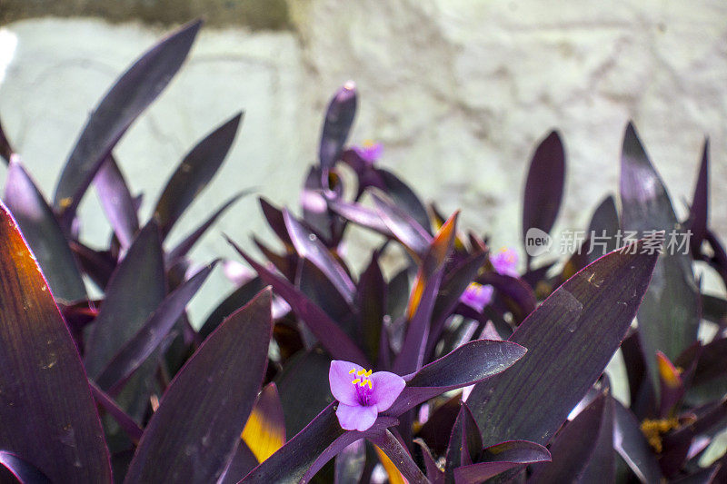 紫心勋章的花