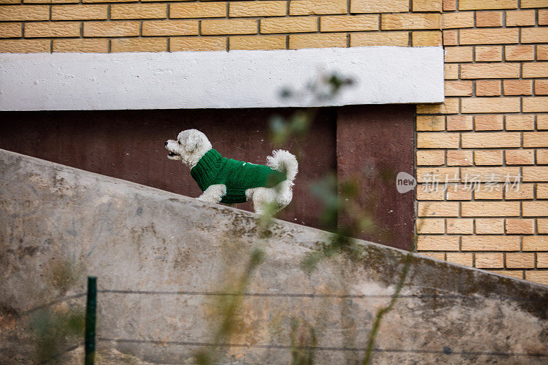 穿着绿色毛衣的比雄犬走上了大楼的楼梯