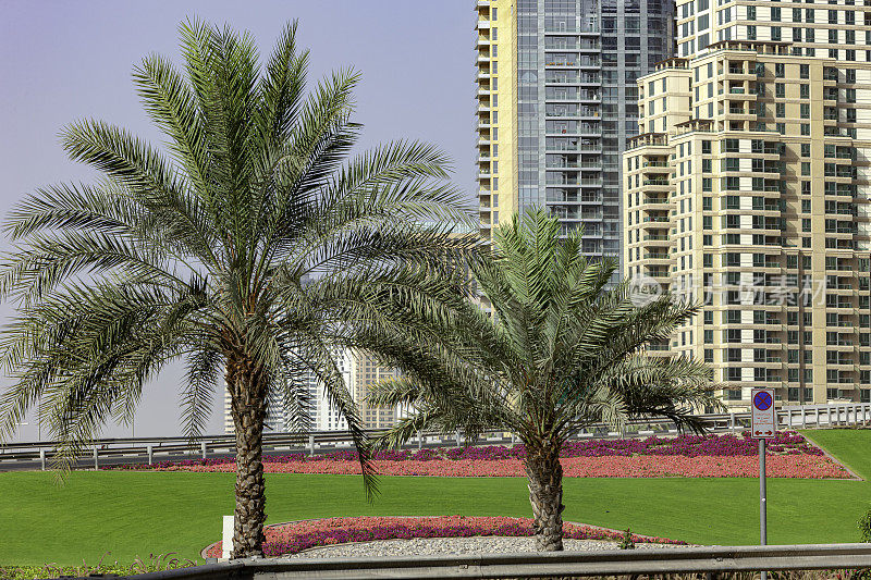 迪拜，阿拉伯联合酋长国-枣棕榈树和景观前景;背景中的迪拜码头大厦