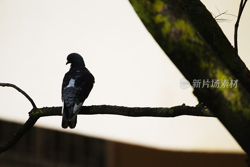 鸽子在树上