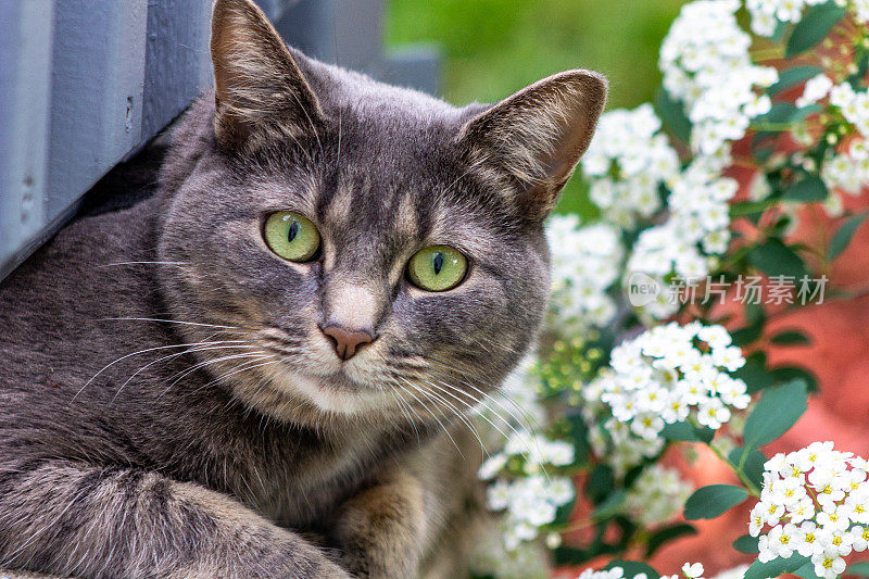 外面的花里有只绿眼睛的灰猫。狩猎。