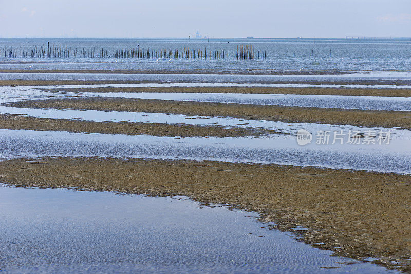 东京湾地区有海鸟退潮