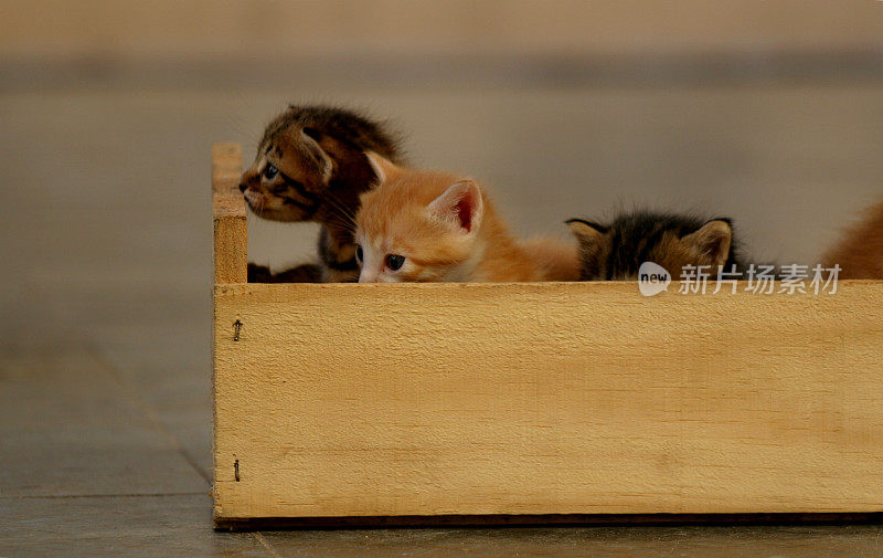 木箱里的小猫