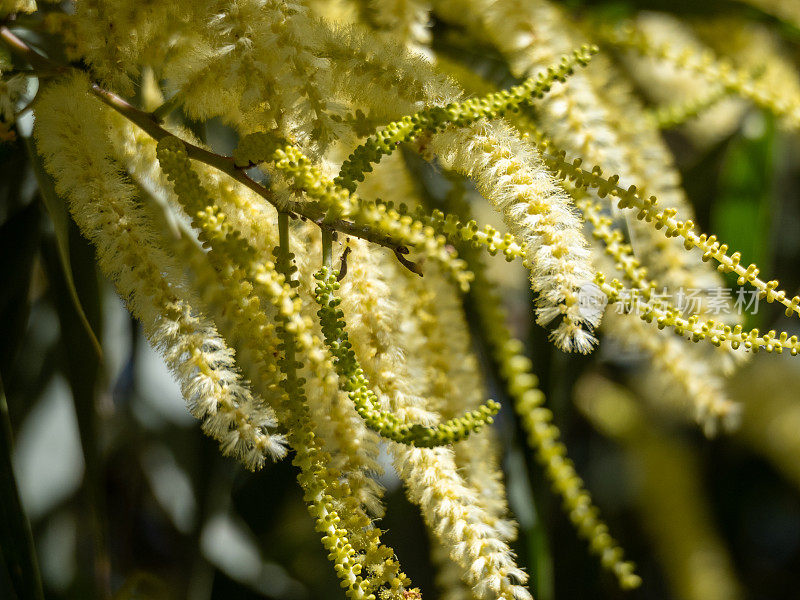 在澳大利亚灌木丛中开花的金合欢树