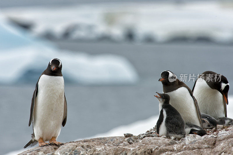 南极冰山附近的巴布亚企鹅家族