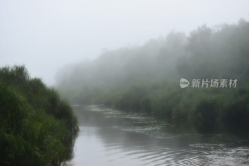 婆罗洲丛林中的晨雾