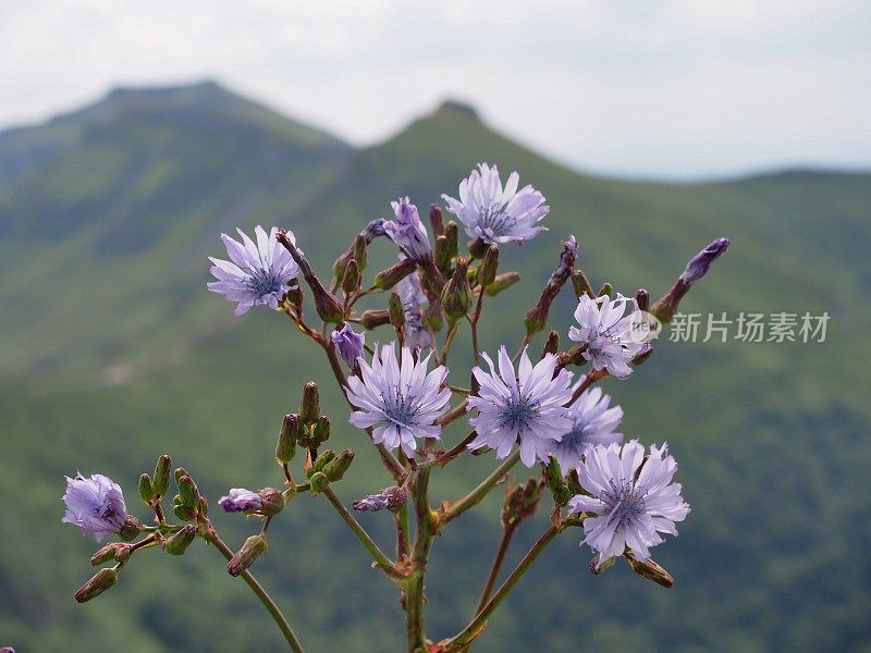 法国坎塔尔山前的蓝莴苣