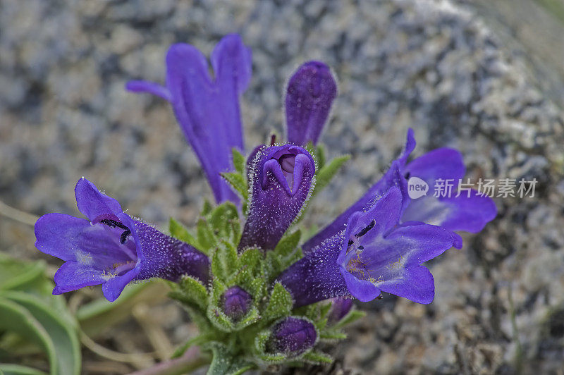 古狐尾松林;因约国家森林，白山，加利福尼亚州。车前草科。