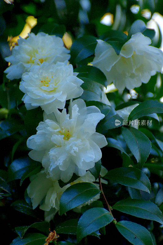 山茶花油茶花