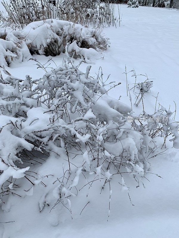 雪后多年生花园，可爱的栖息地