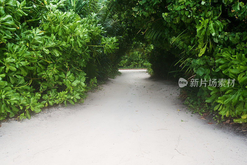 热带岛屿上的花园小径