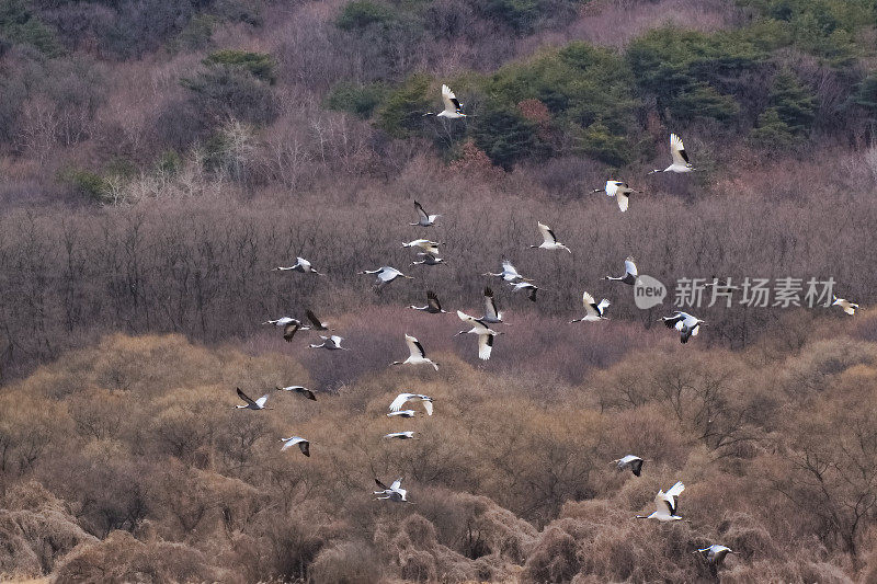 飞鹤系列VD702