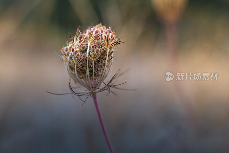 野花特写