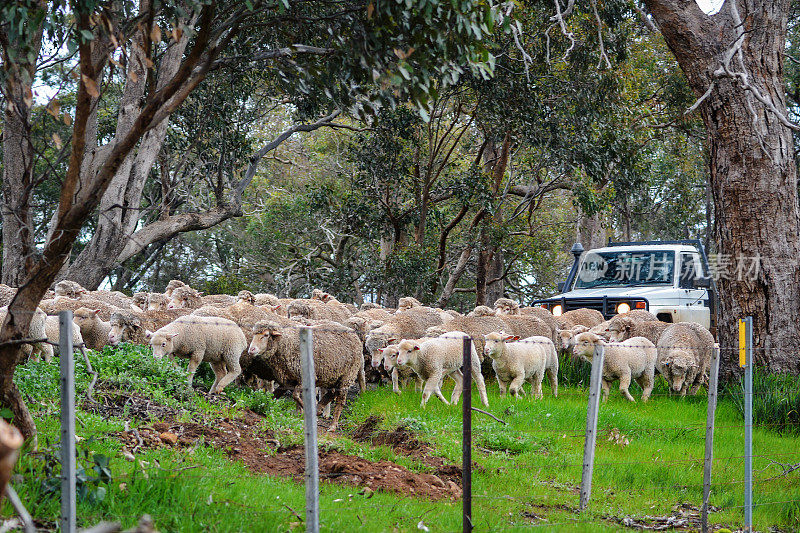 在乡村道路上放牧的羊