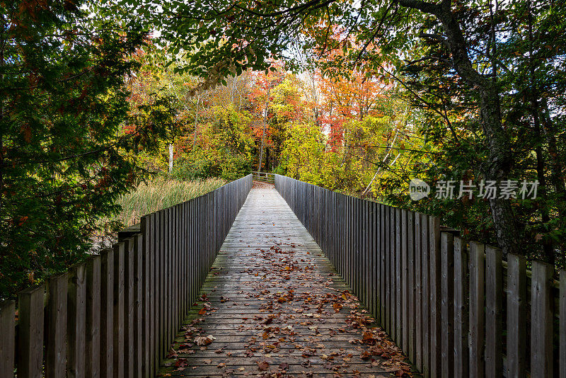 加拿大安大略省奥兰治村的岛屿湖保护区，秋天五彩缤纷的树叶