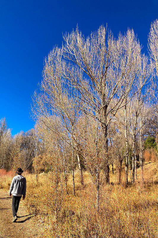 徒步旅行者在光秃秃的冬天的树木，河岸地带，蓝天背景