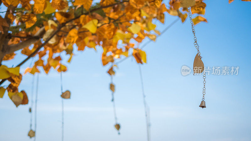泰国芭堤雅——2016年12月23日:幸运之树，它的金色叶子和风中的铃铛