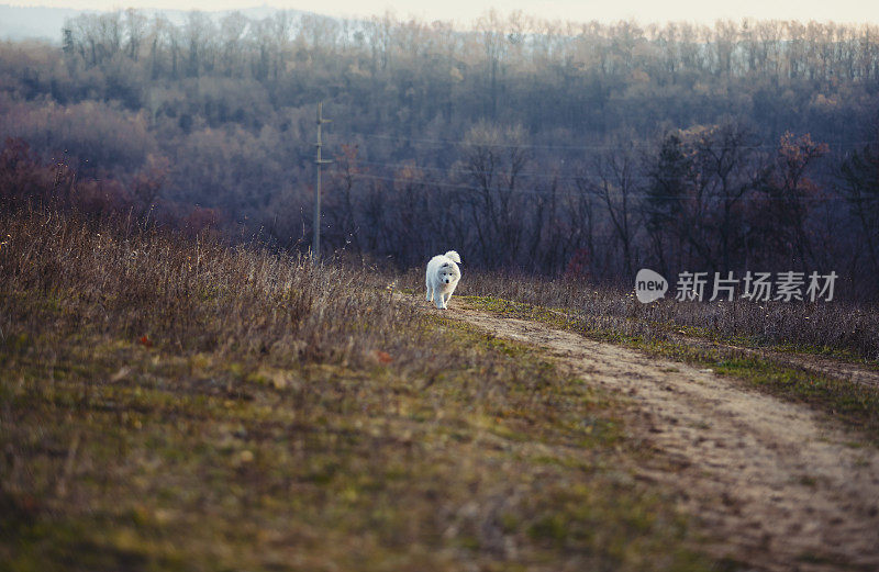冬季奔跑的萨摩耶小狗