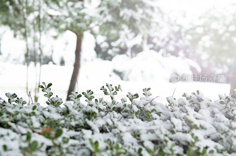 树枝上的雪-冬天的背景。