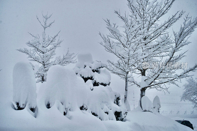 树被大雪覆盖