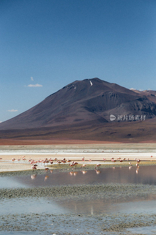 群火烈鸟在山湖(拉古那)与火山在高原沙漠在玻利维亚