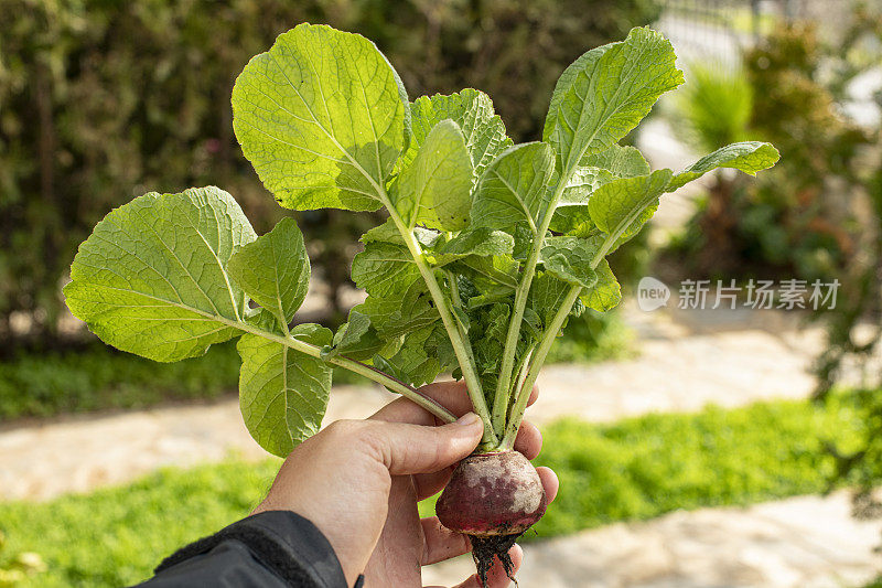 一名男子正在展示他在业余花园种植的萝卜