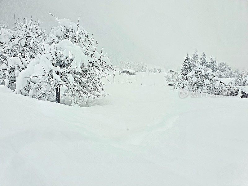 树在厚厚的积雪中