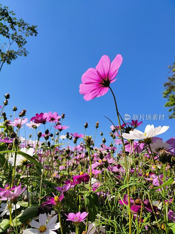 金鸡菊