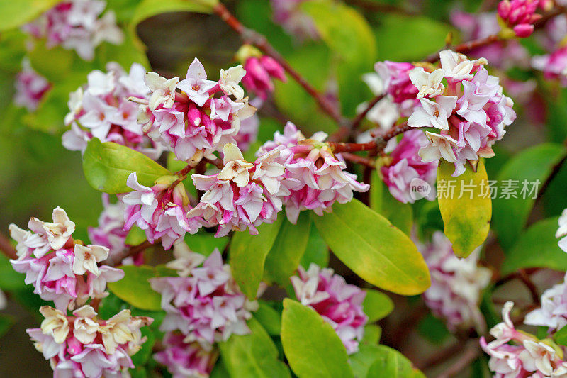 日本达芙妮