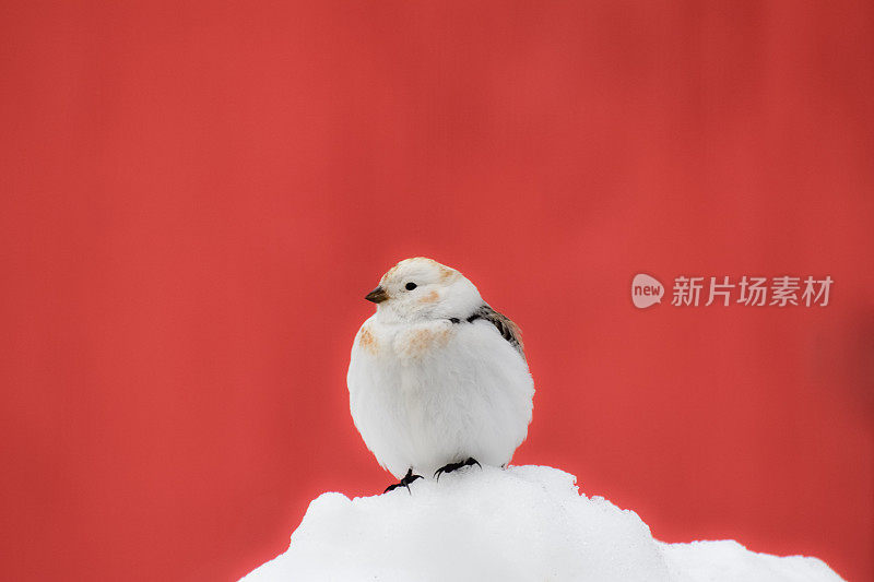 雪旗帜与红色背景