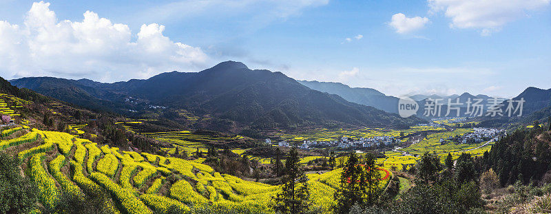 中国婺源县油菜花风景区