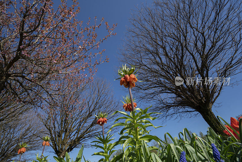 百合田中贝母或皇家郁金香的花