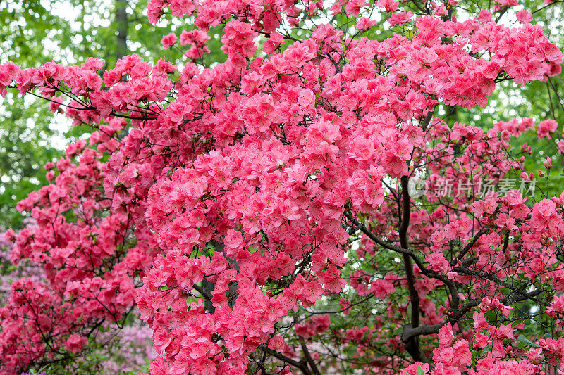 红色杜鹃花盛开