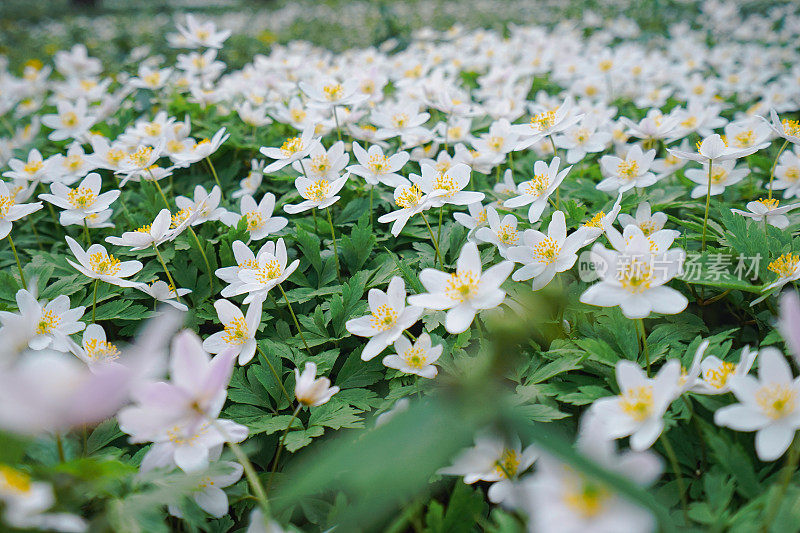 春天的花朵