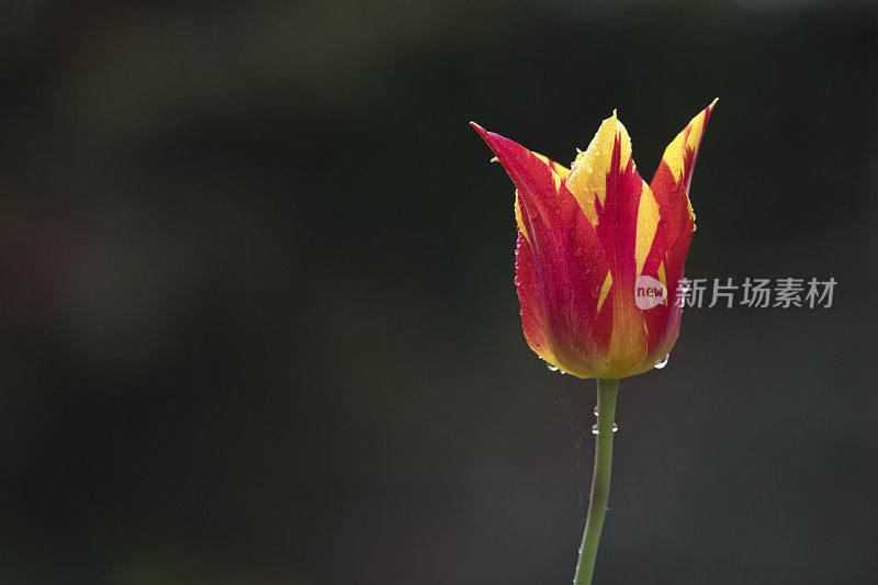 雨滴在黄色和红色的郁金香(郁金香烟花)花在黑暗的背景