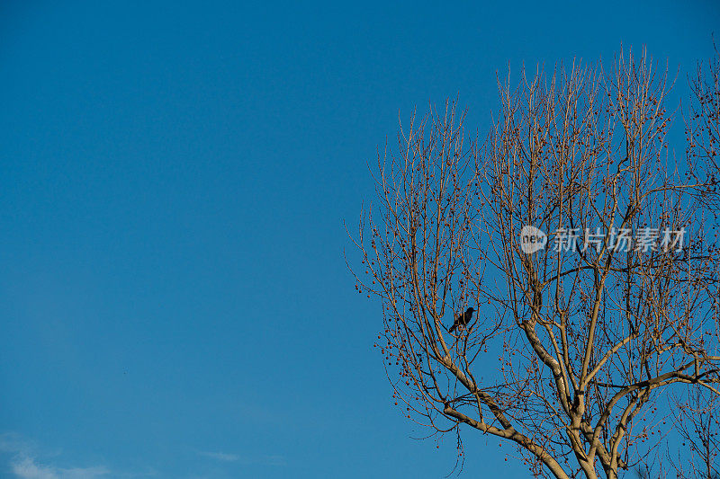 黑乌鸦坐在一棵光秃秃的无花果树上