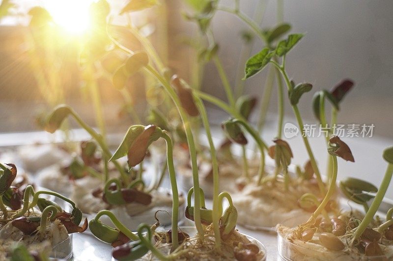 豆科植物的幼苗生长在向阳窗台上