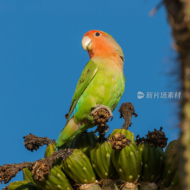 红脸Lovebird栖息在仙人掌上