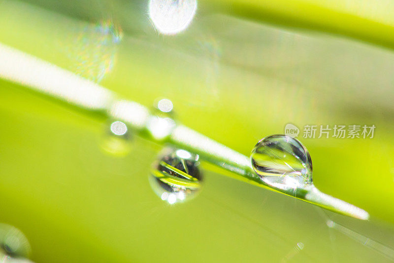 雨滴落在植物上